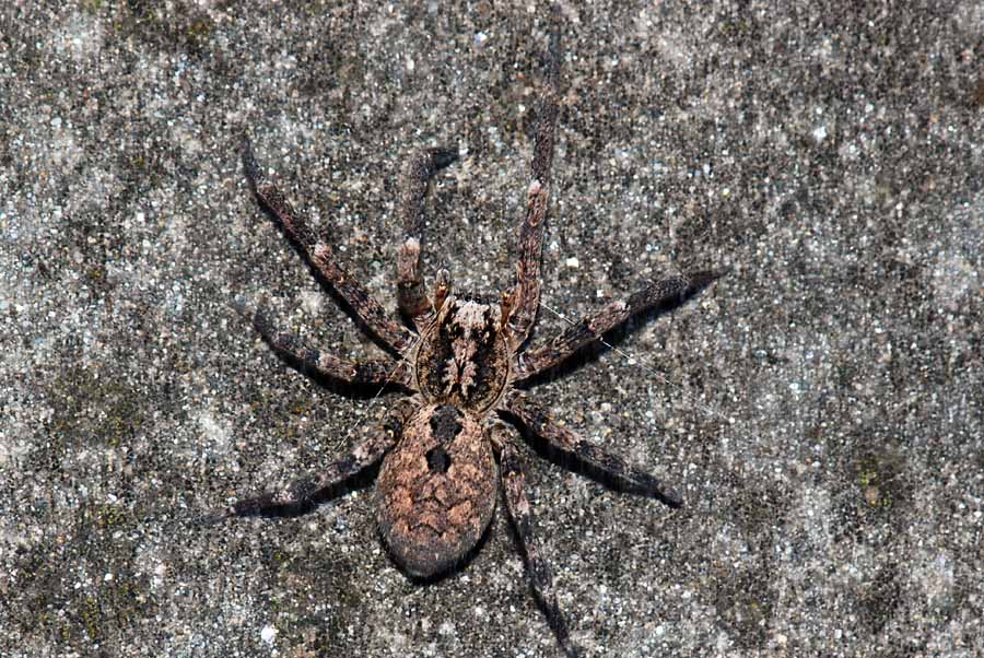 Zoropsis sp.